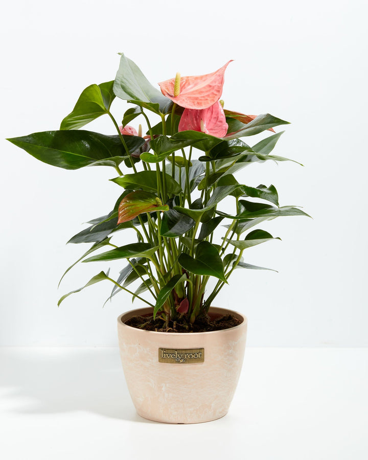 Pink Anthurium