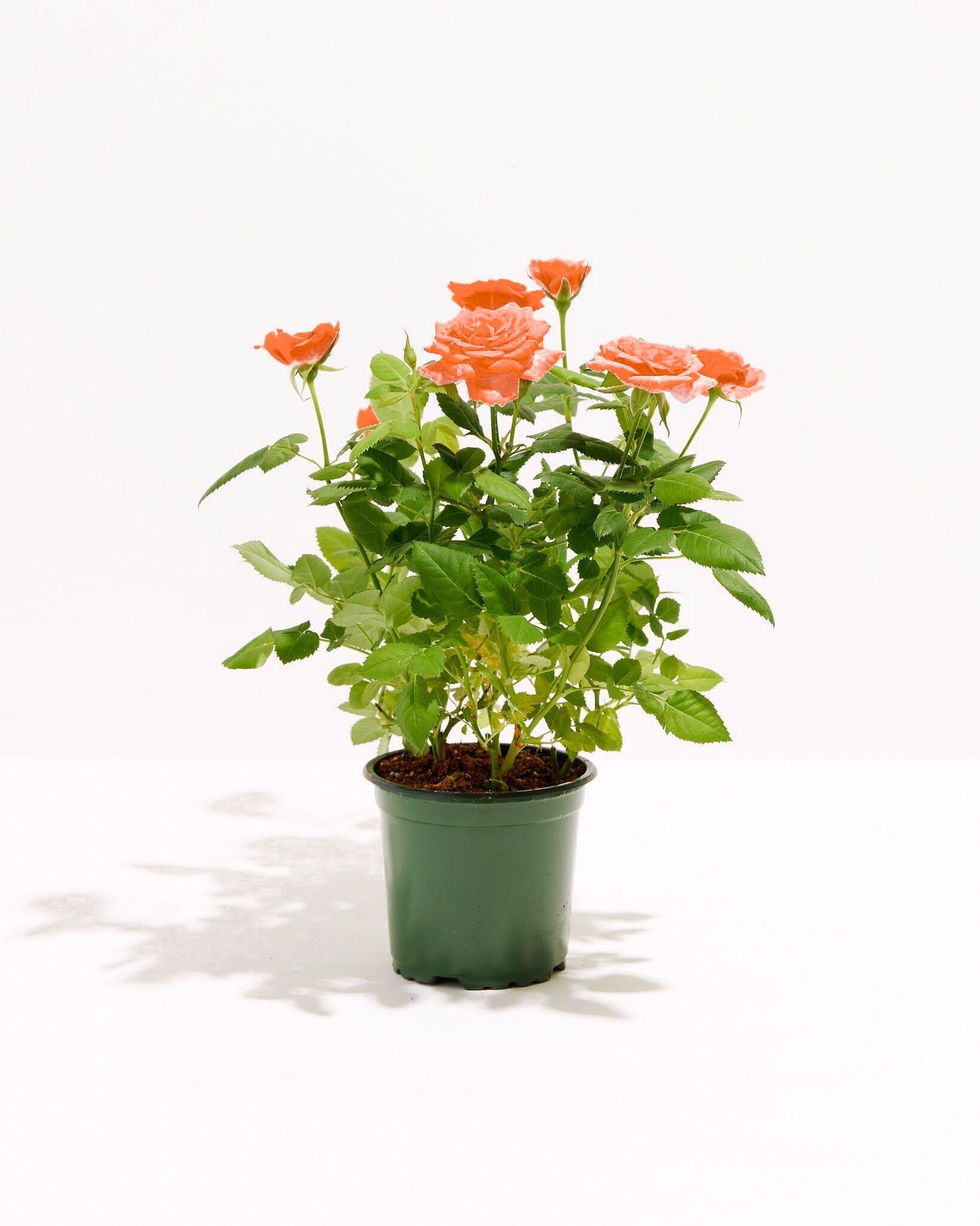 Tangerine Orange Miniature Roses | Delicate Fragrance Flowers Plant