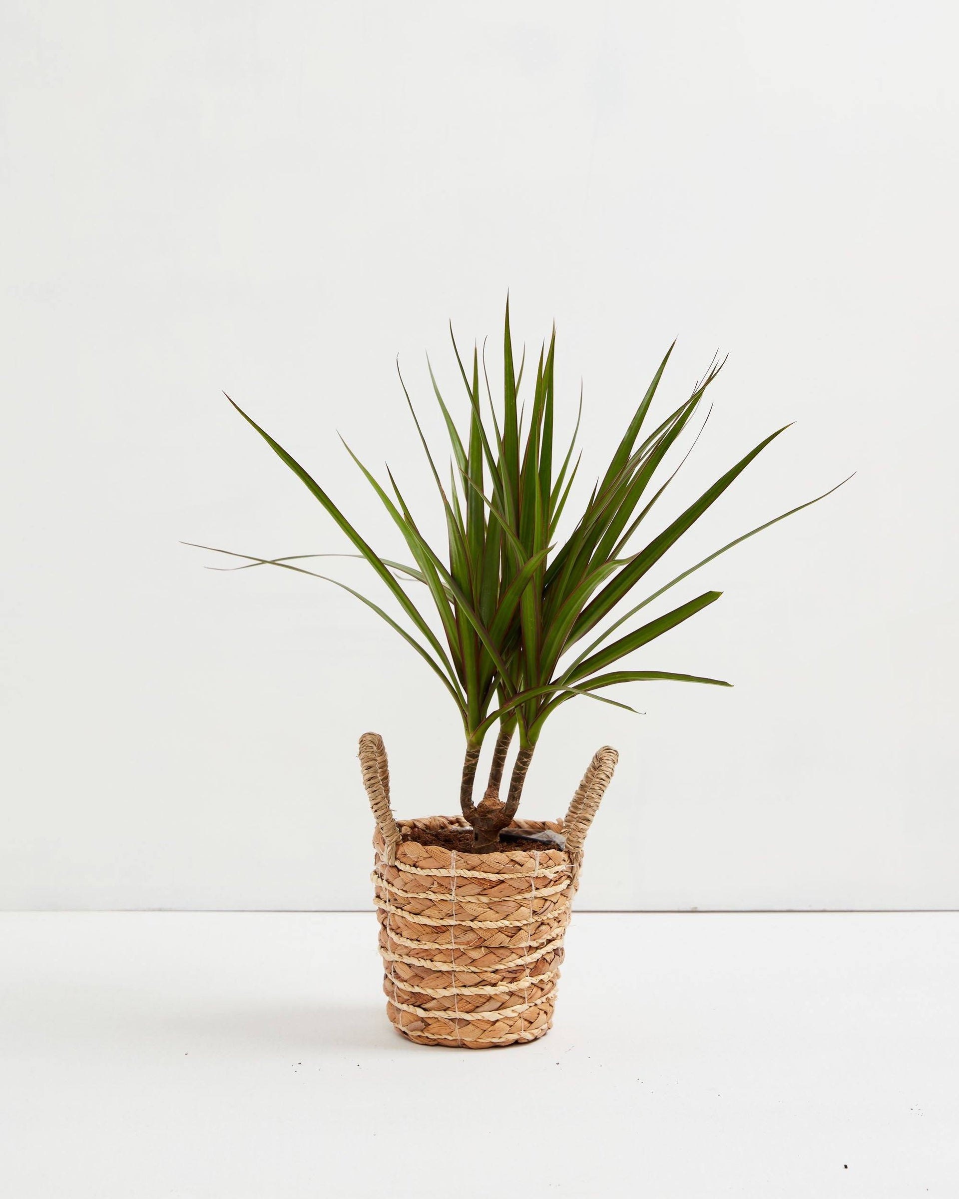 dracaena bicolor cane Bicolor Cane Dragon Tree (Dracaena)