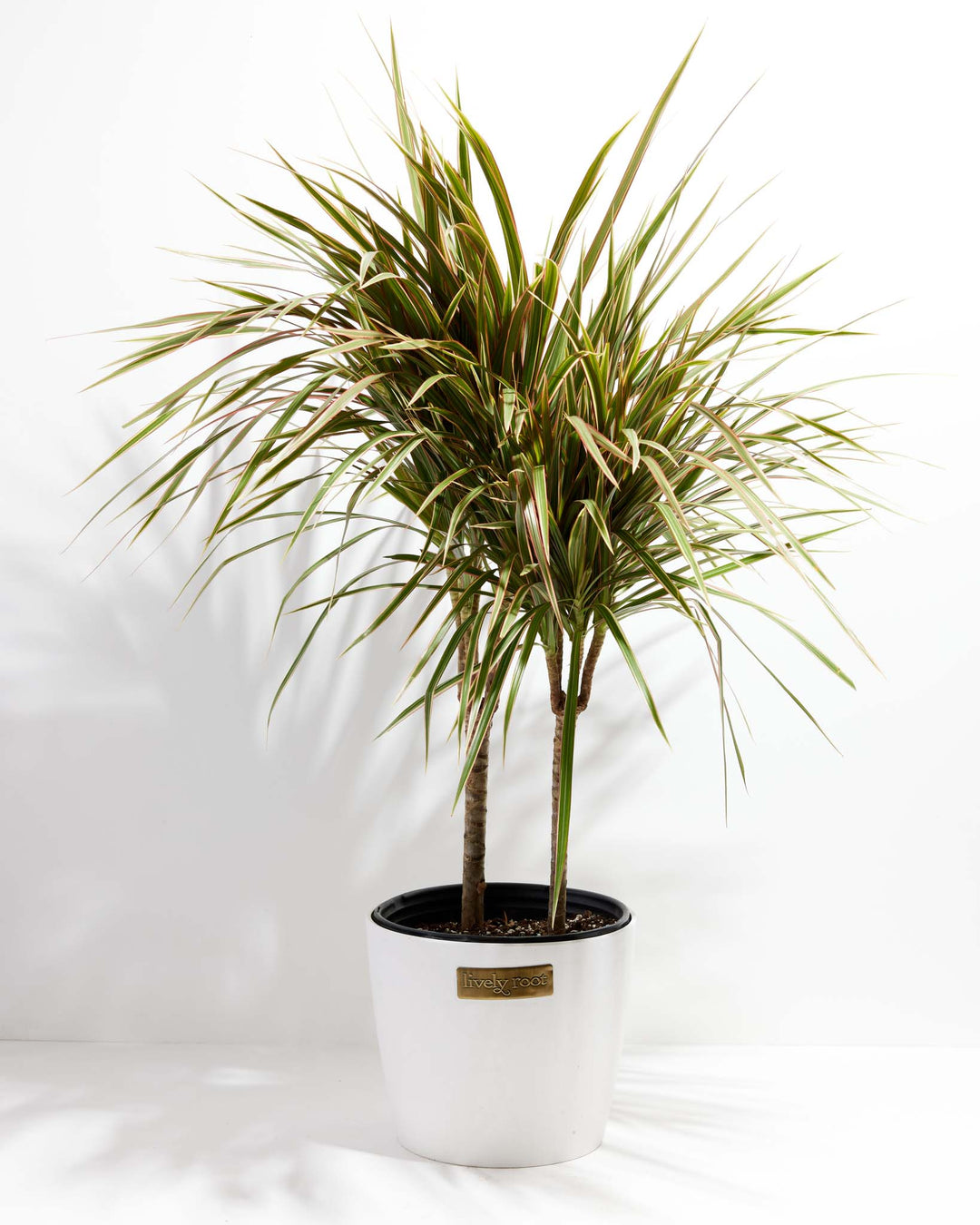 dracaena acaulis Dracaena Bicolor Cane | Indoor Plants