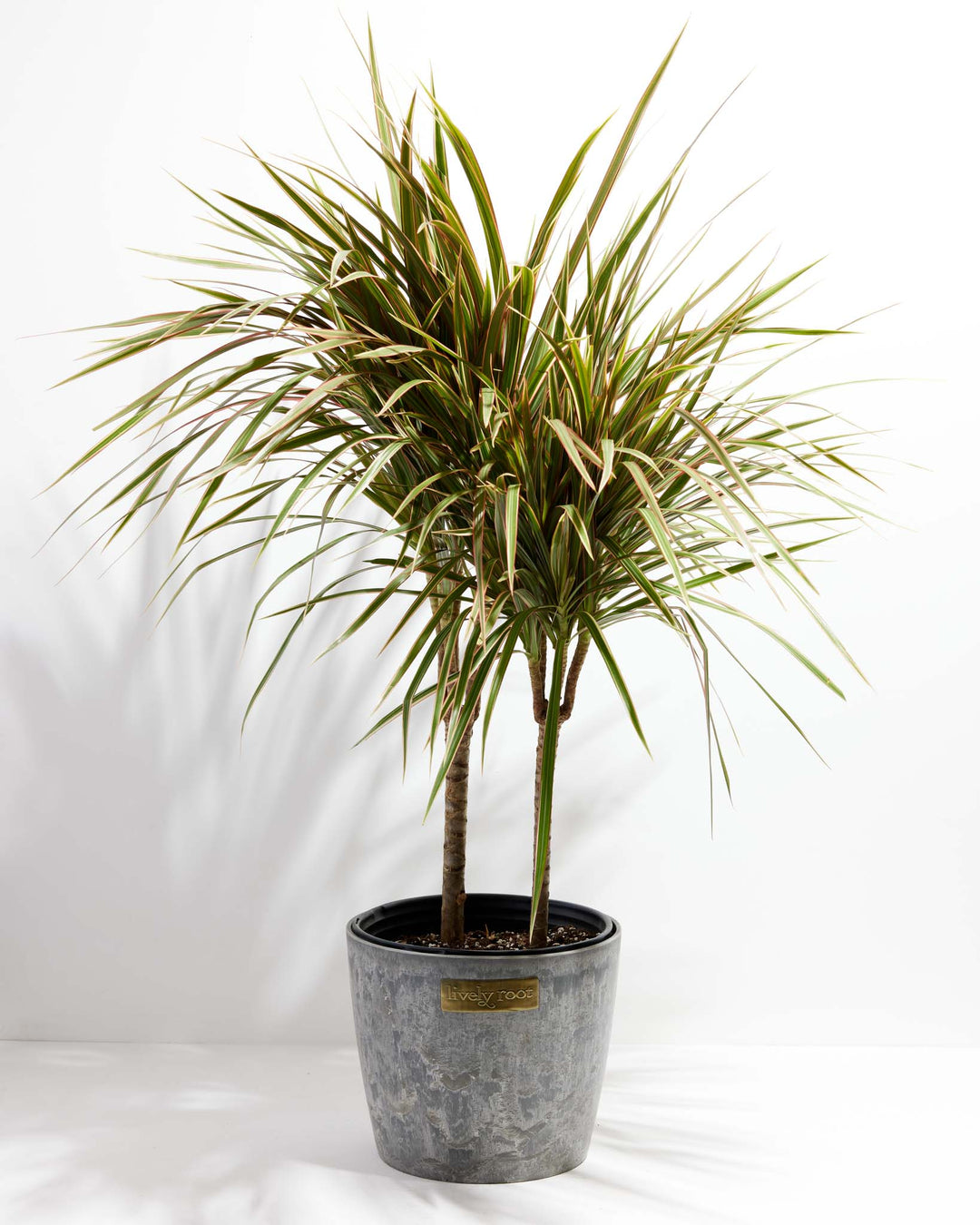 dracaena bicolor indoor Dracaena Bicolor Cane | Indoor Plants