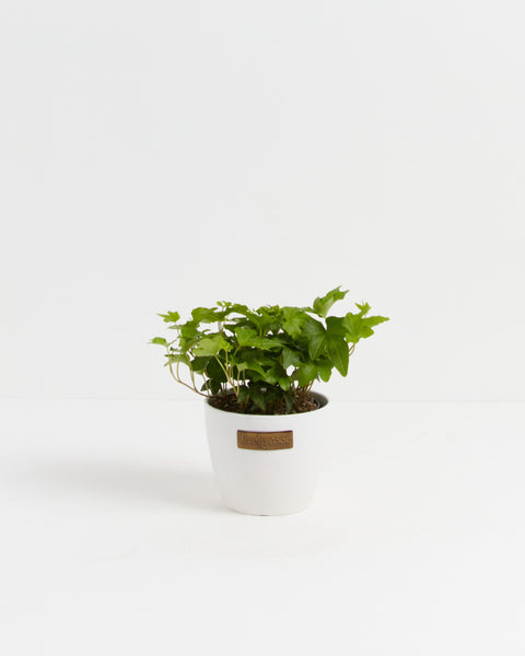 「sckng.w 」la basic IVY California Ivy | Hanging Plants | Vines | Lively Root