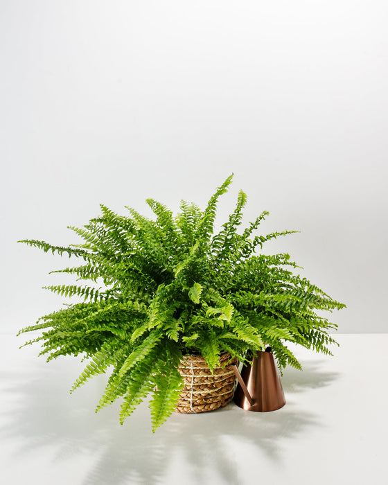 A lush and full Boston Fern houseplant with dense, arching green fronds, nestled inside a woven seagrass basket planter next to a sleek, metallic copper watering can against a solid white studio background.