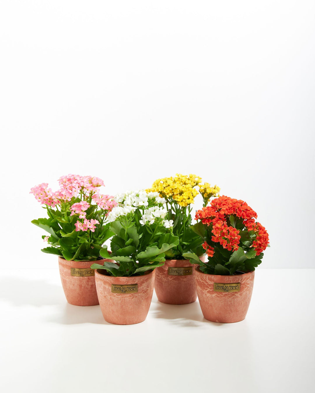 Rainbow Succulent - Kalanchoe Collection