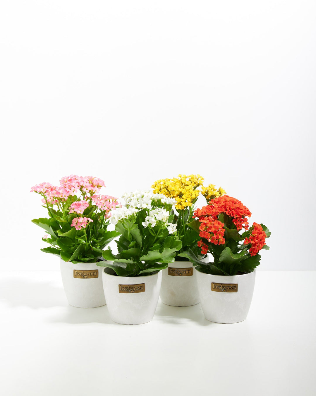 Rainbow Succulent - Kalanchoe Collection