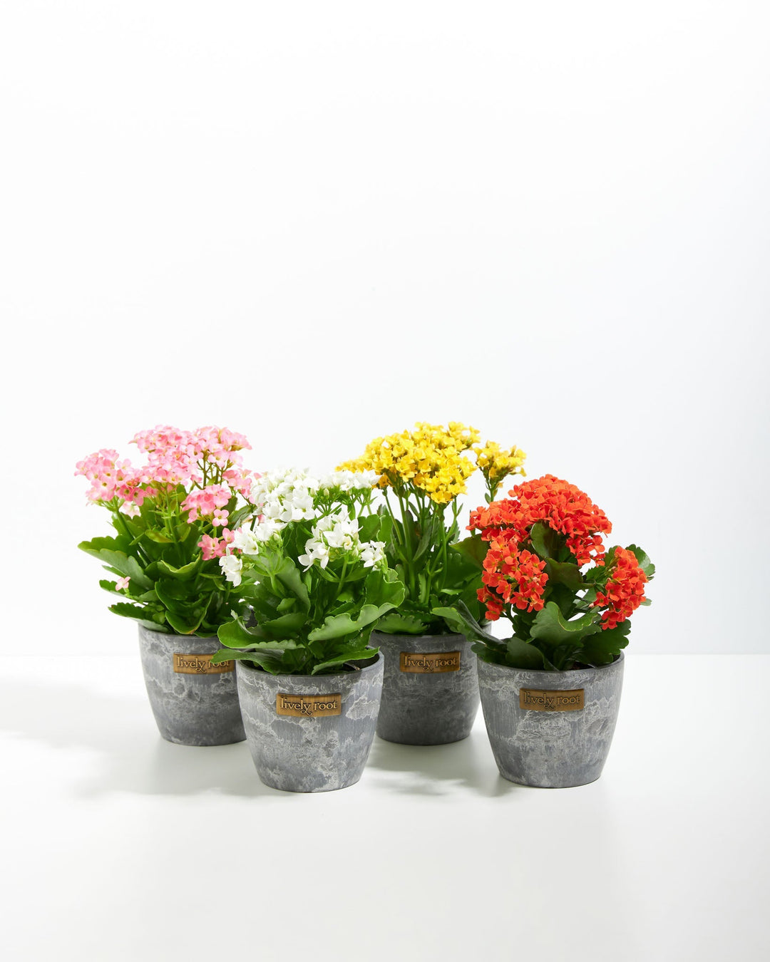 Rainbow Succulent - Kalanchoe Collection