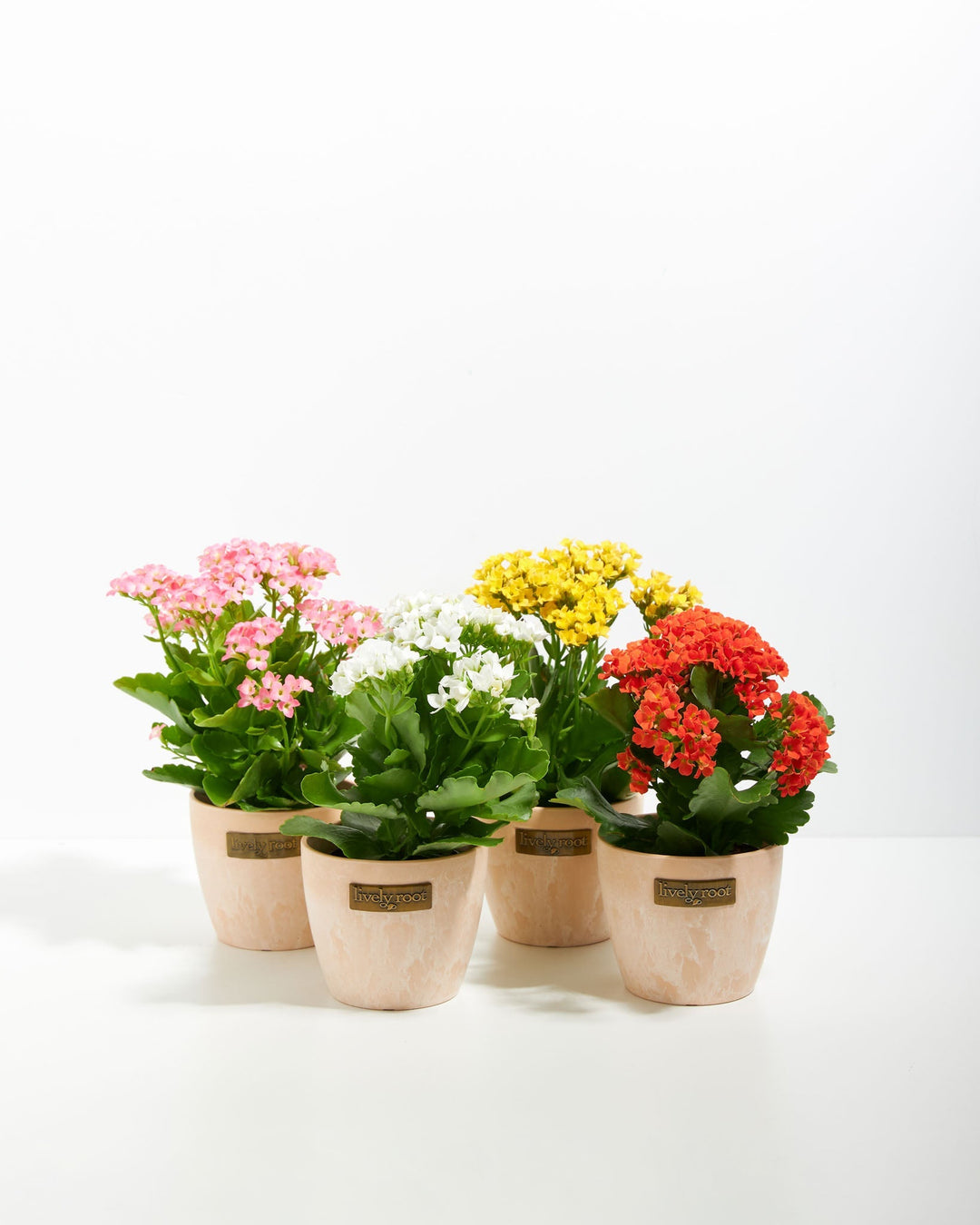 Rainbow Succulent - Kalanchoe Collection