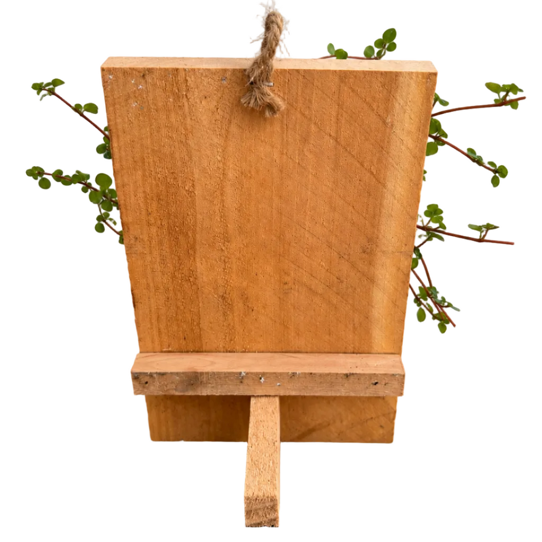 Baby Tears Pilea Mounted on Wood