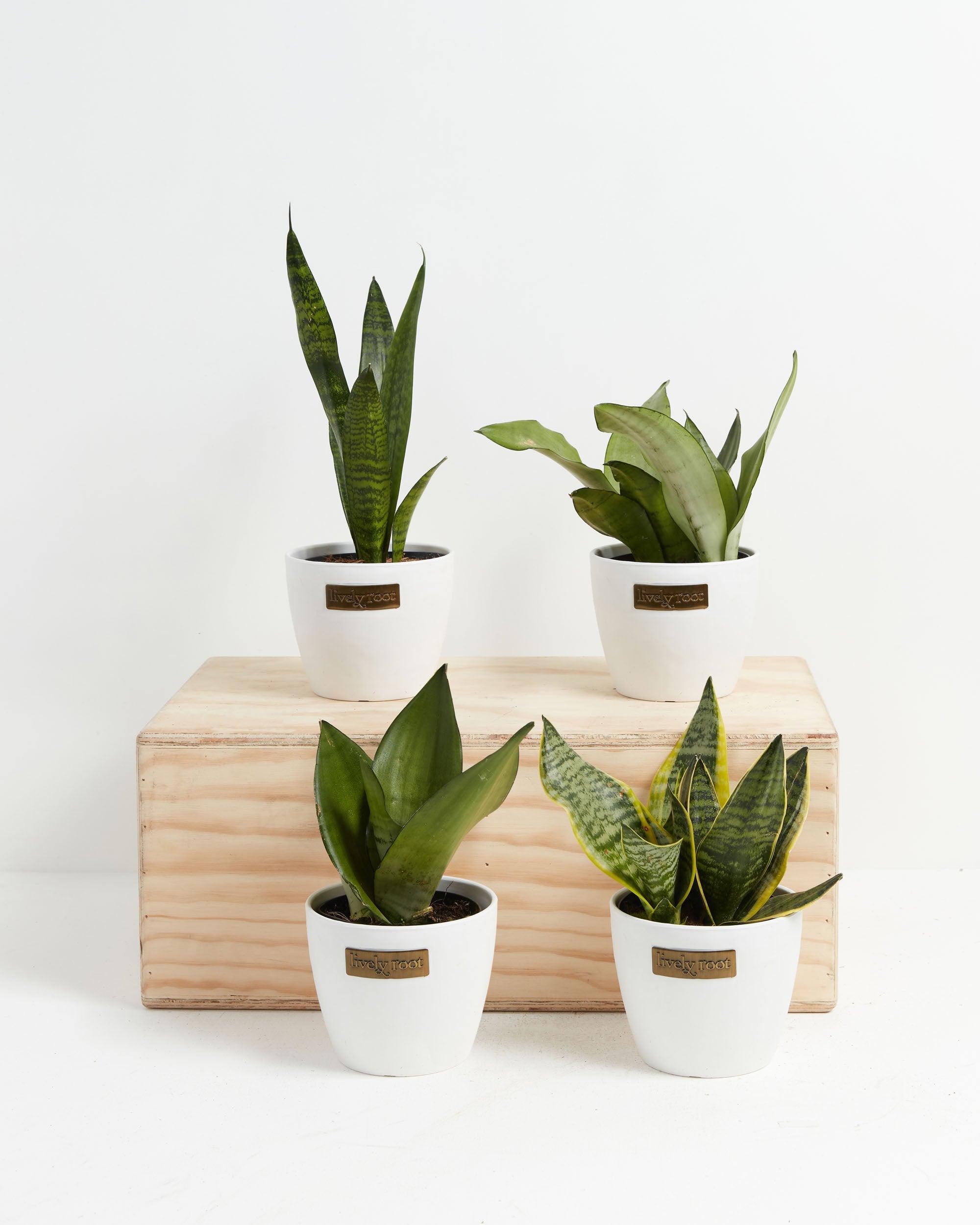 send a snake plant Snake Plant Collection | Plant Bundles for Delivery