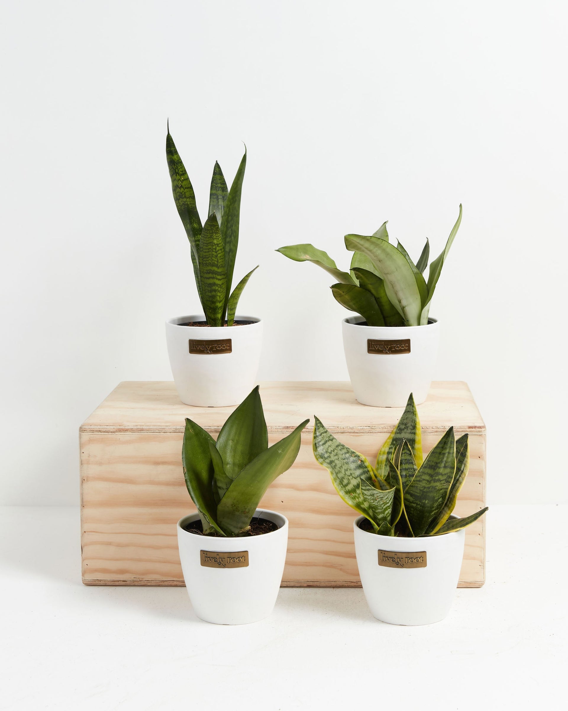 ready to go snake plants Snake Plant Collection | Plant Bundles for Delivery