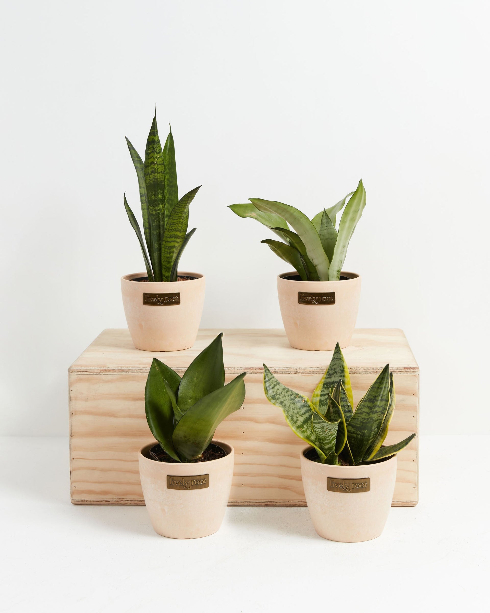snake plant order online Snake Plant Collection | Plant Bundles for Delivery