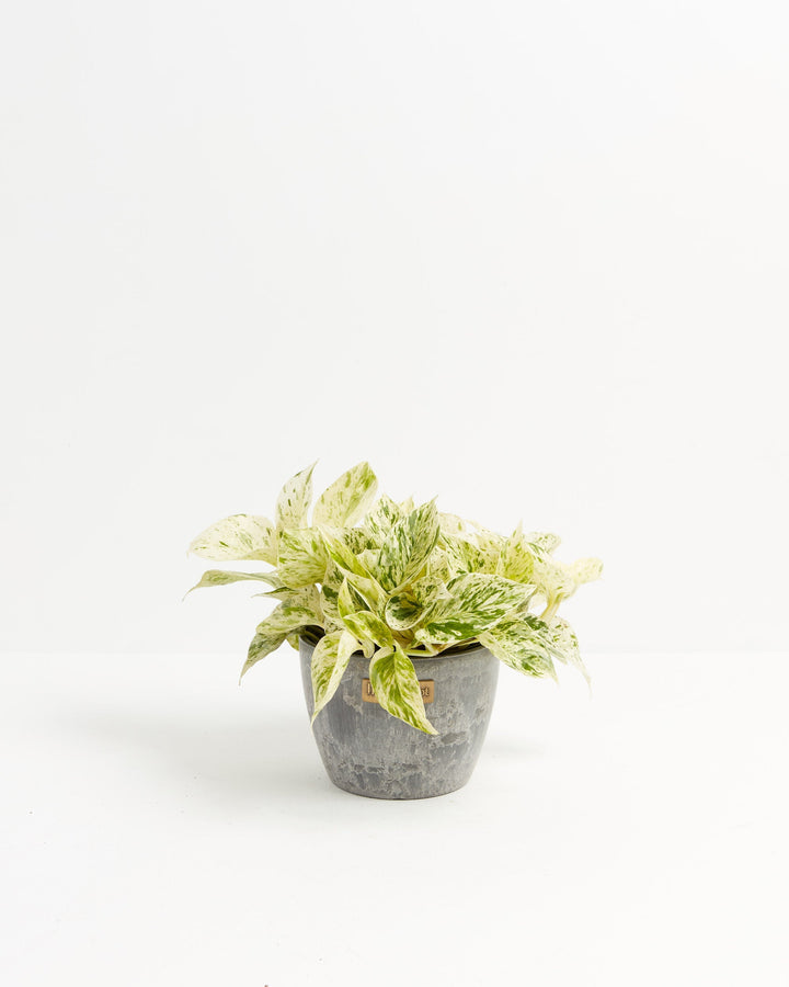 marble house plant Marble Queen Pothos For Sale, Care Guide & Growing Tips