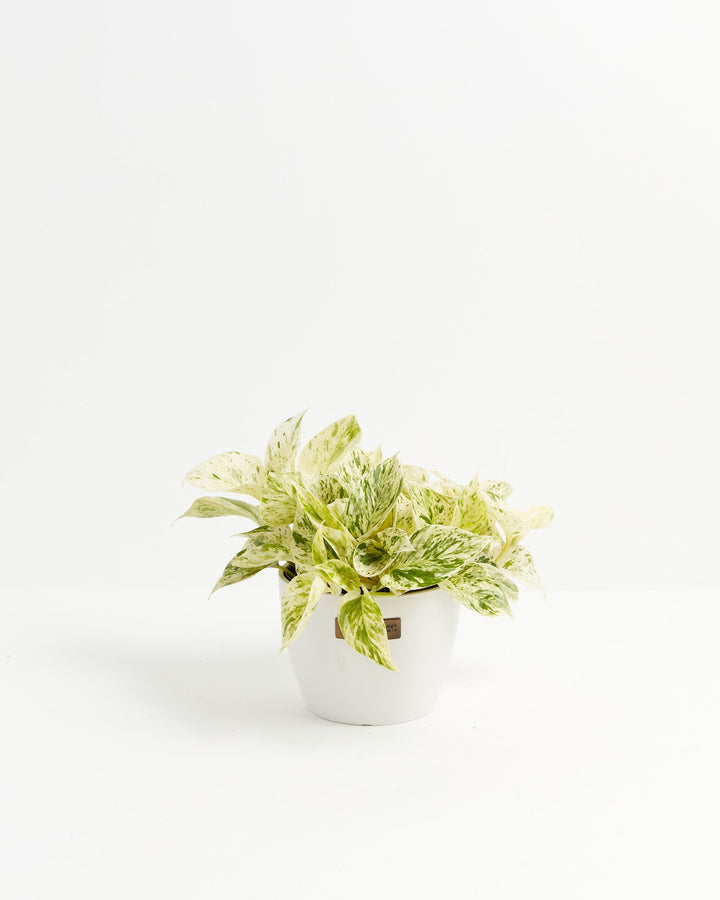 cream pothos Marble Queen Pothos For Sale, Care Guide & Growing Tips