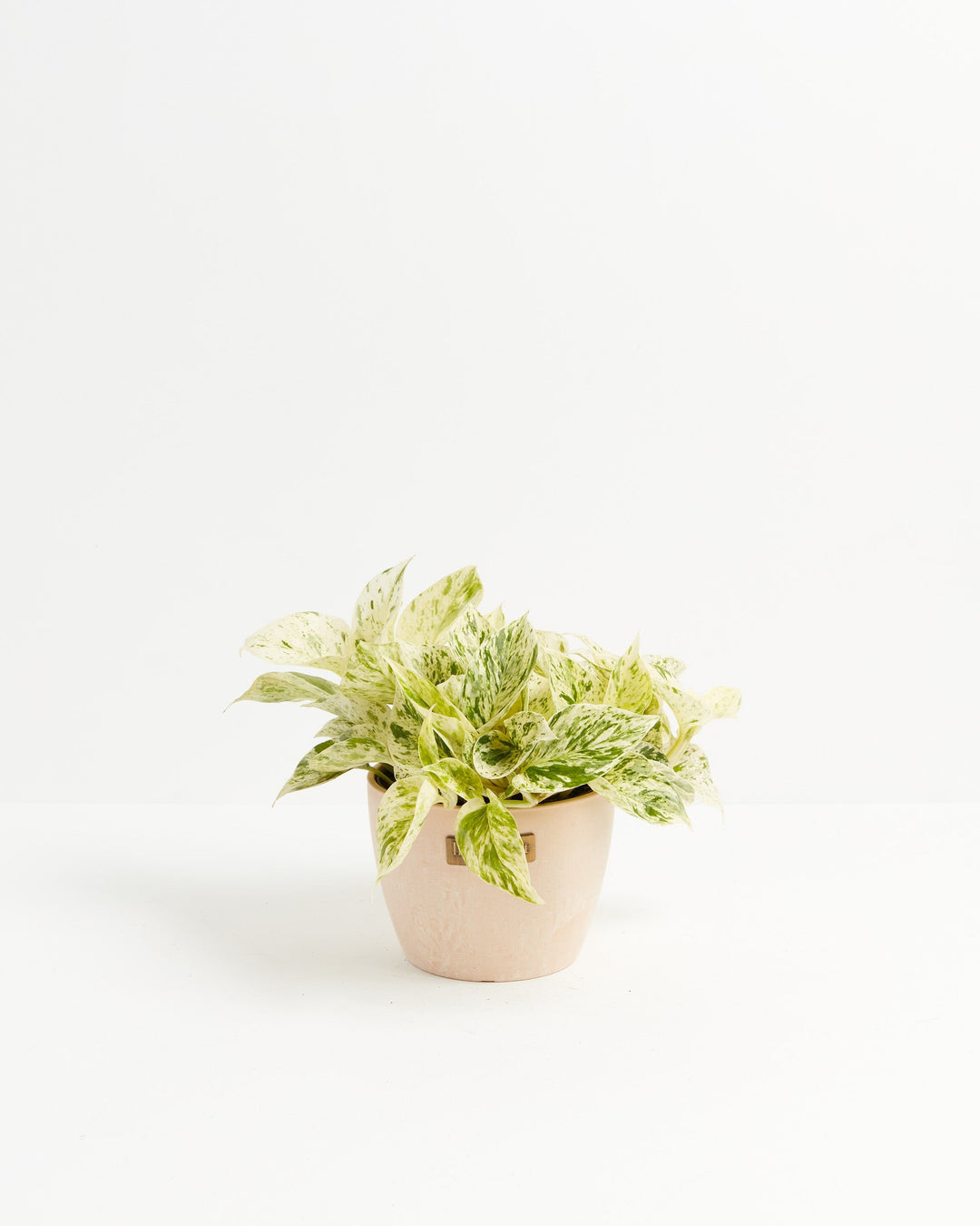marble pothos nz Marble Queen Pothos For Sale, Care Guide & Growing Tips Medium / Grower / Varies