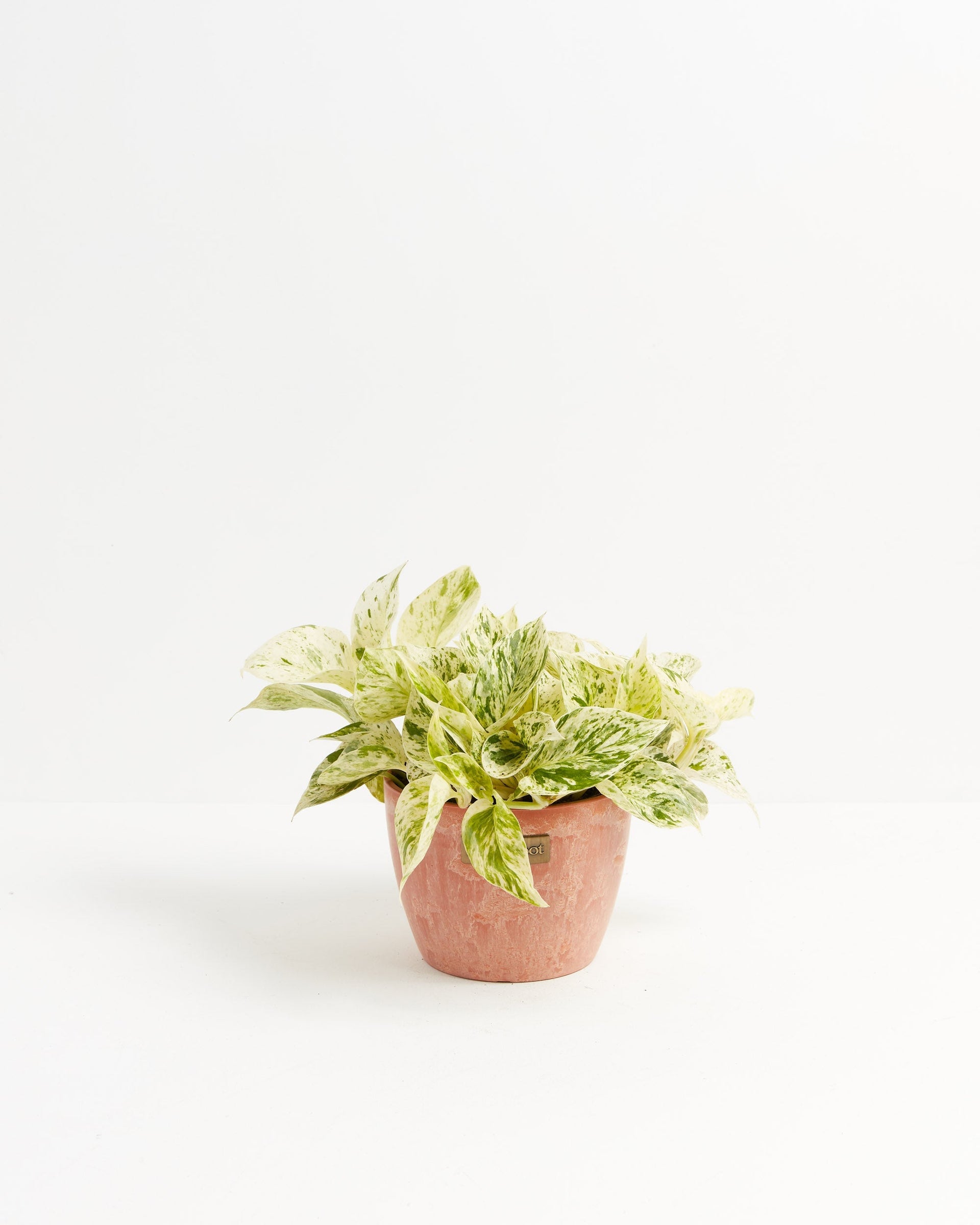 Marble Queen Pothos For Sale, Care Guide & Growing Tips