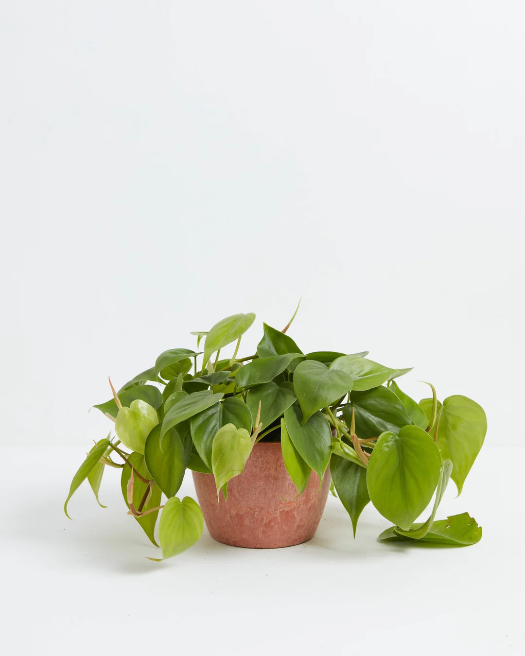 Philodendron Cordatum