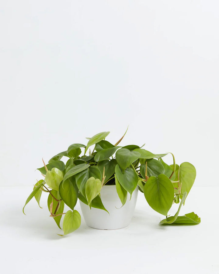 Philodendron Cordatum