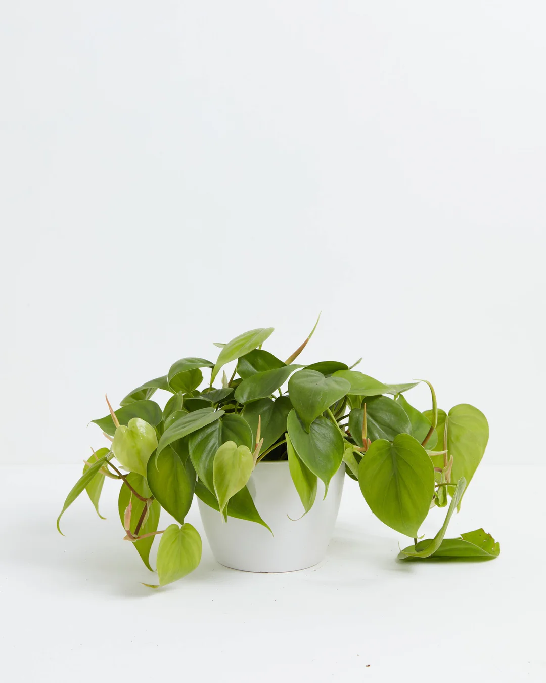 Philodendron Cordatum