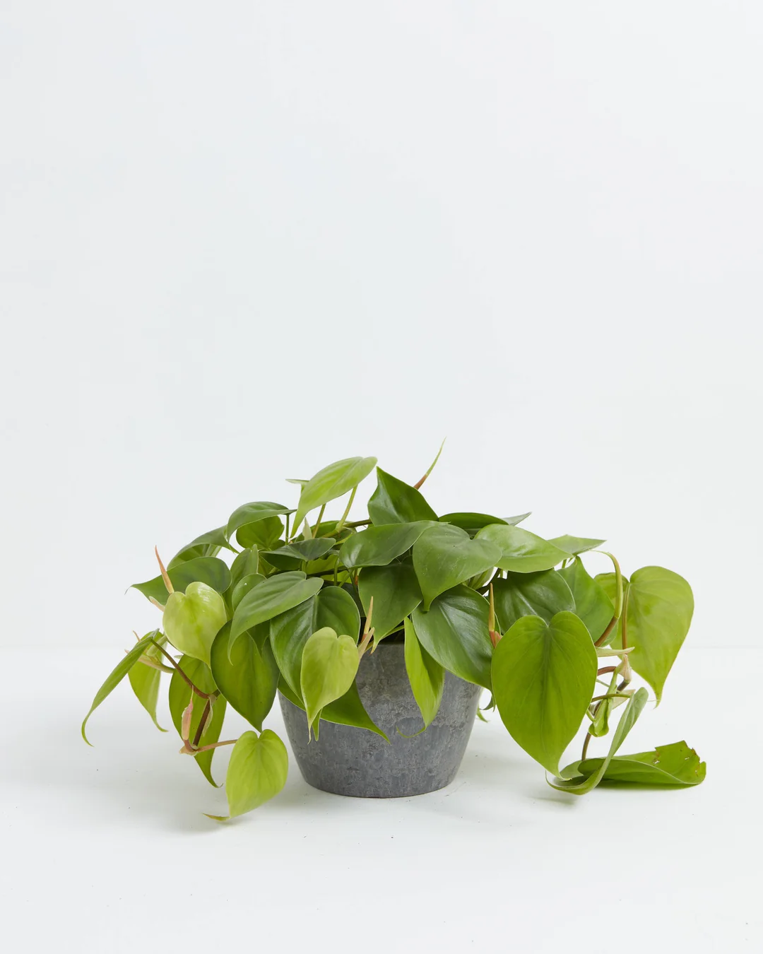 philodendron cordatum water Philodendron Cordatum For Sale, Including Care Guide Medium / Eco Pot / Earl Grey