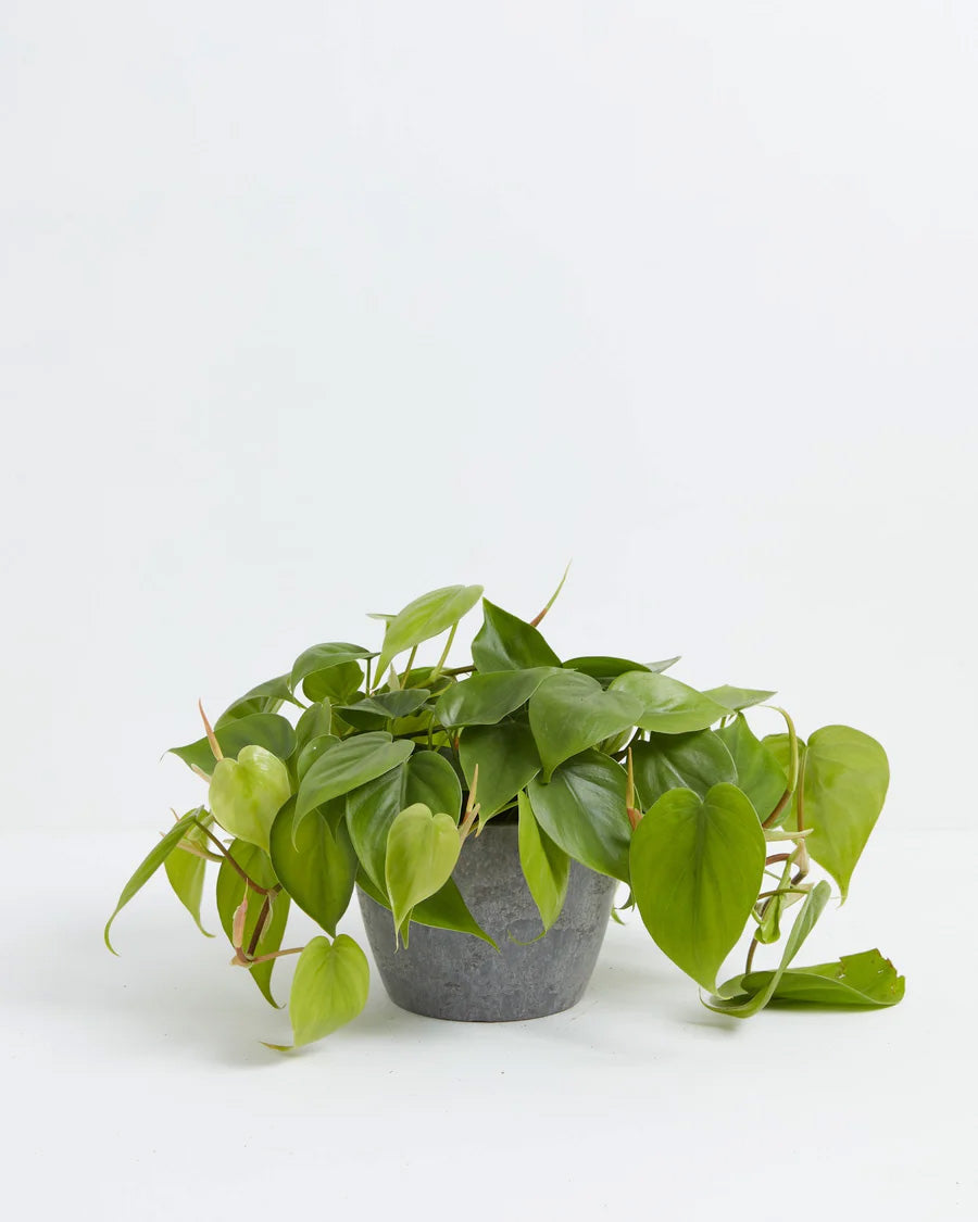 philodendron light green leaves Philodendron Cordatum For Sale, Including Care Guide Medium / Smart Watering / Earl Grey