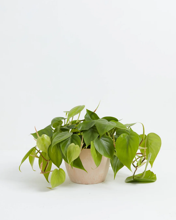 Philodendron Cordatum (Heartleaf Philodendron) in a 6-inch blush pink Maca Lively Root pot, with lush trailing vines of glossy bright green heart-shaped leaves cascading over the sides against a white studio background