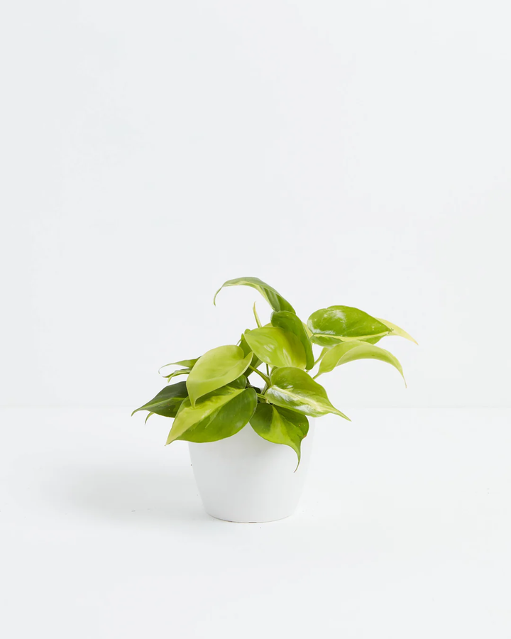 Philodendron Cordatum