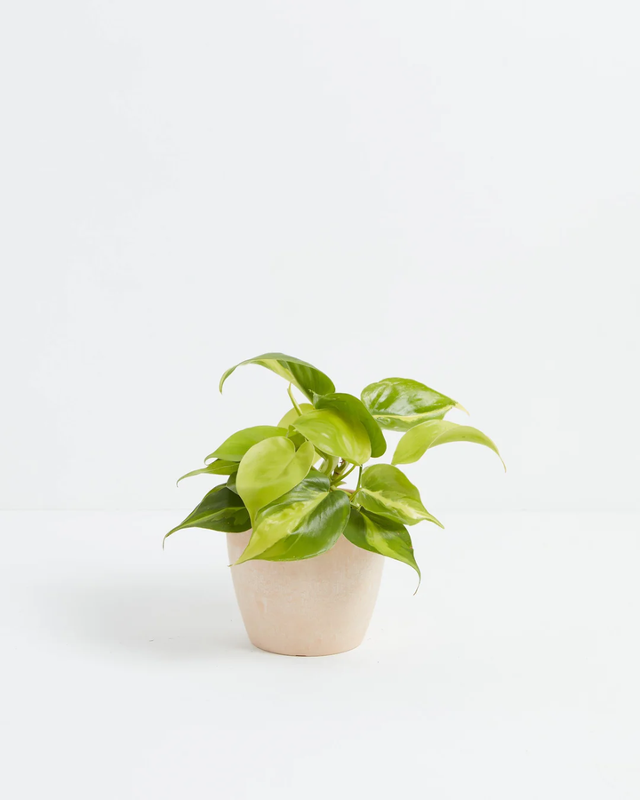 Philodendron Cordatum