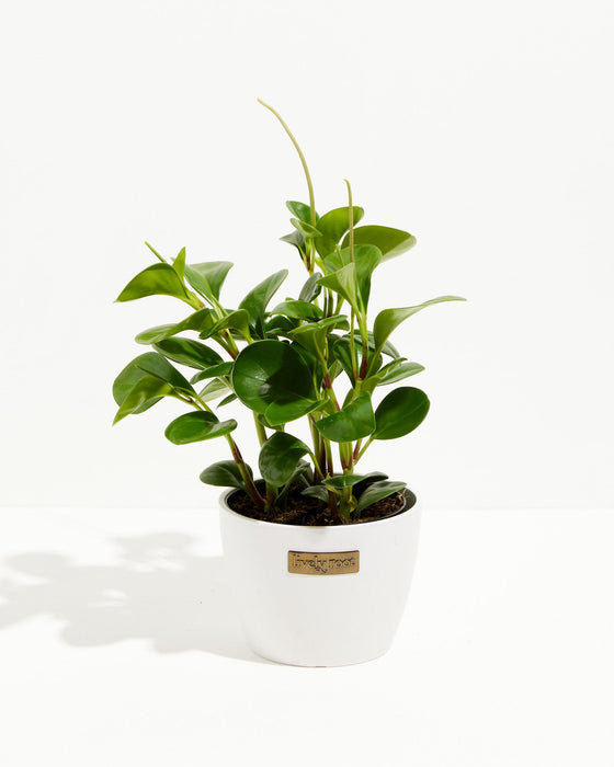 A vibrant 6-inch Baby Rubber Plant (Peperomia obtusifolia) displaying thick, glossy, teardrop-shaped green leaves. The plant features several upright, narrow flower spikes stretching upwards and is potted in a smooth, white ceramic planter with a small, rectangular gold "Lively Root" brand plate on the front, all set against a solid white background.