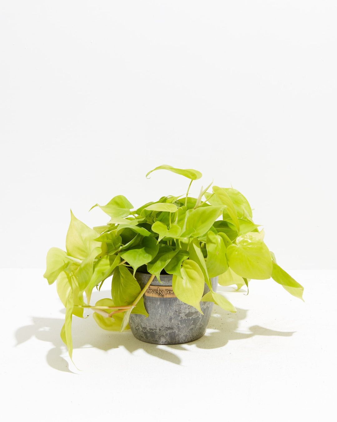 neon philodendron yellow leaves Neon Philodendron