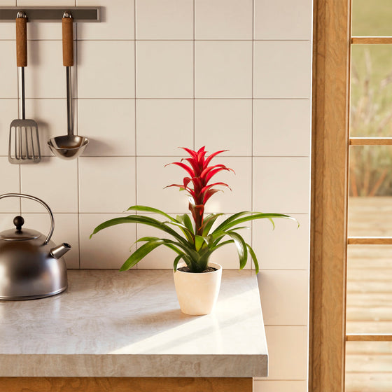 A full view of a Bromeliad Guzmania plant featuring a vibrant red flower spike emerging from a rosette of arching green leaves, presented in a light peach-colored textured planter on a marble kitchen countertop next to a stainless steel tea kettle.