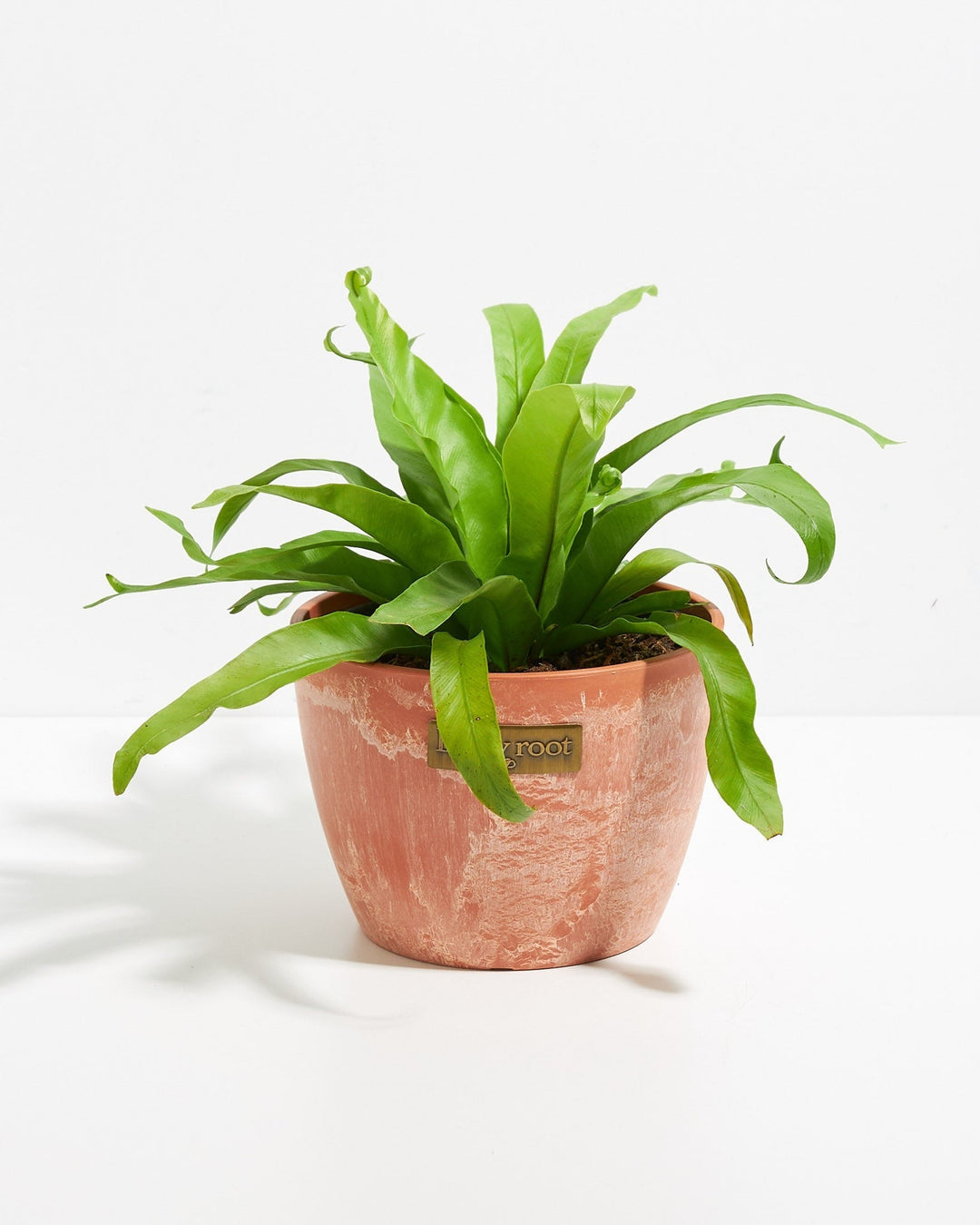 bird nest fern pet safe Japanese Bird's Nest Fern | Ferns for Sale