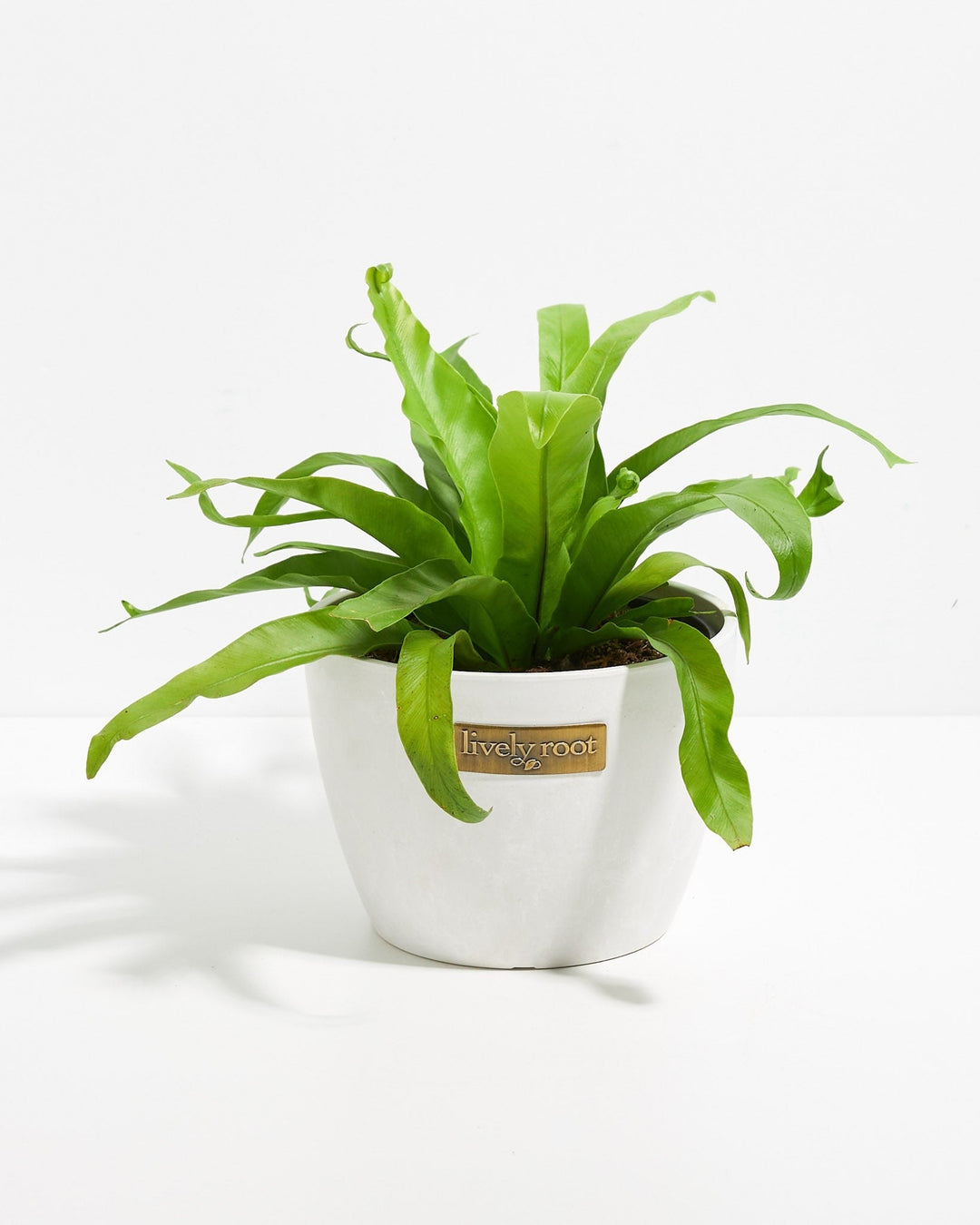 japanese birds nest fern Japanese Bird's Nest Fern | Ferns for Sale