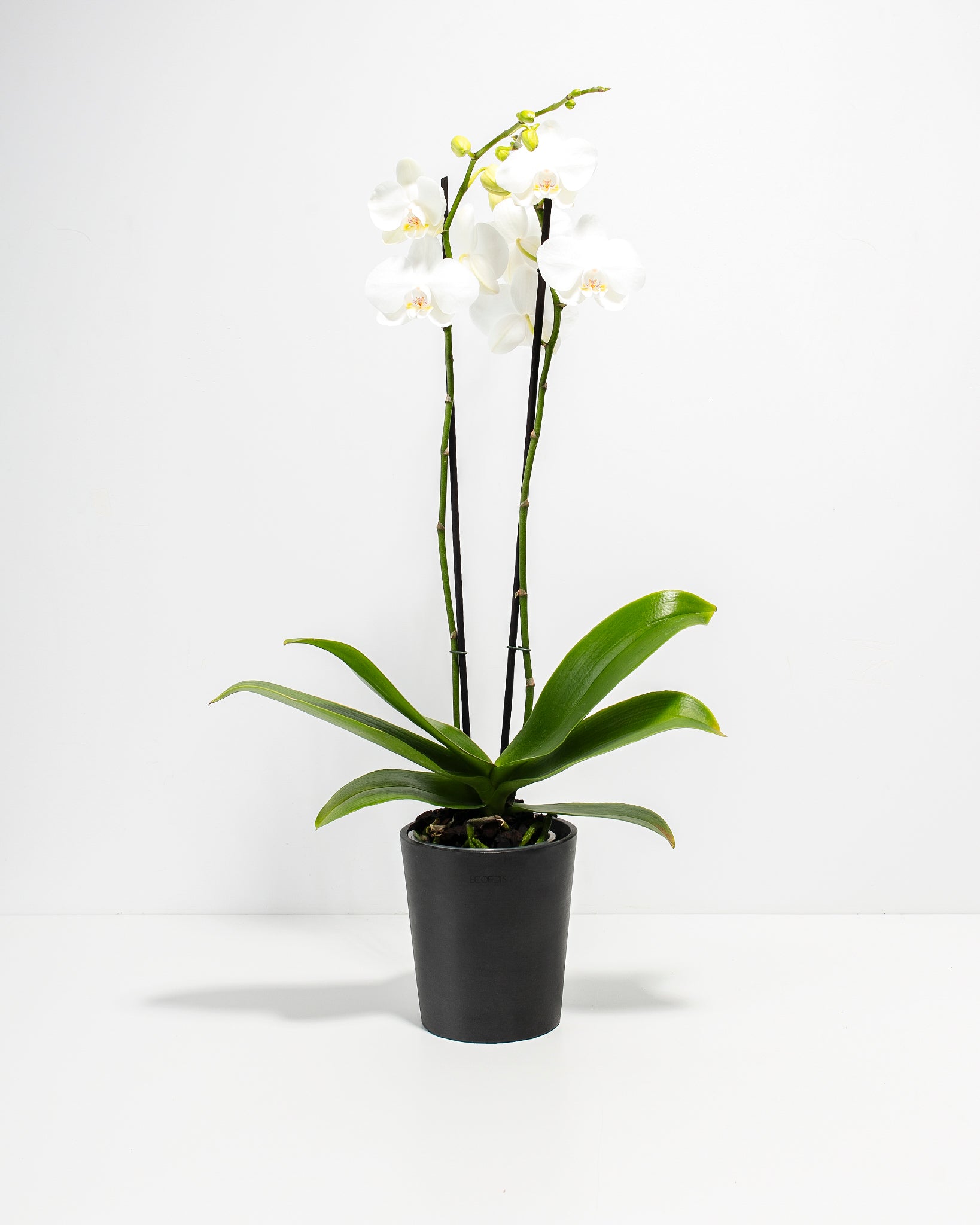 White Phalaenopsis Orchid - Thumbnail 3