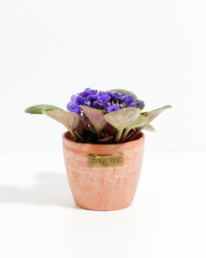 African Violet (Saintpaulia Ionantha)