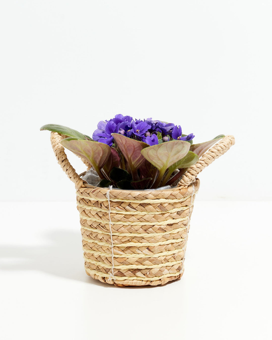 African Violet (Saintpaulia Ionantha)