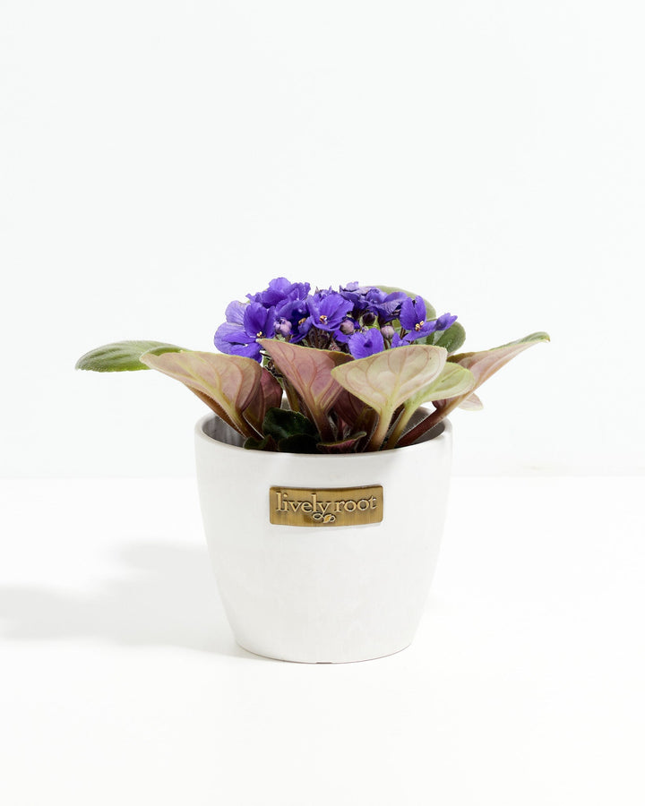 African Violet (Saintpaulia Ionantha)