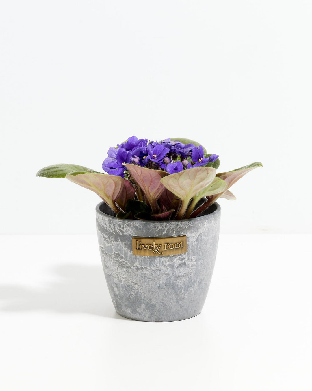 African Violet (Saintpaulia Ionantha)