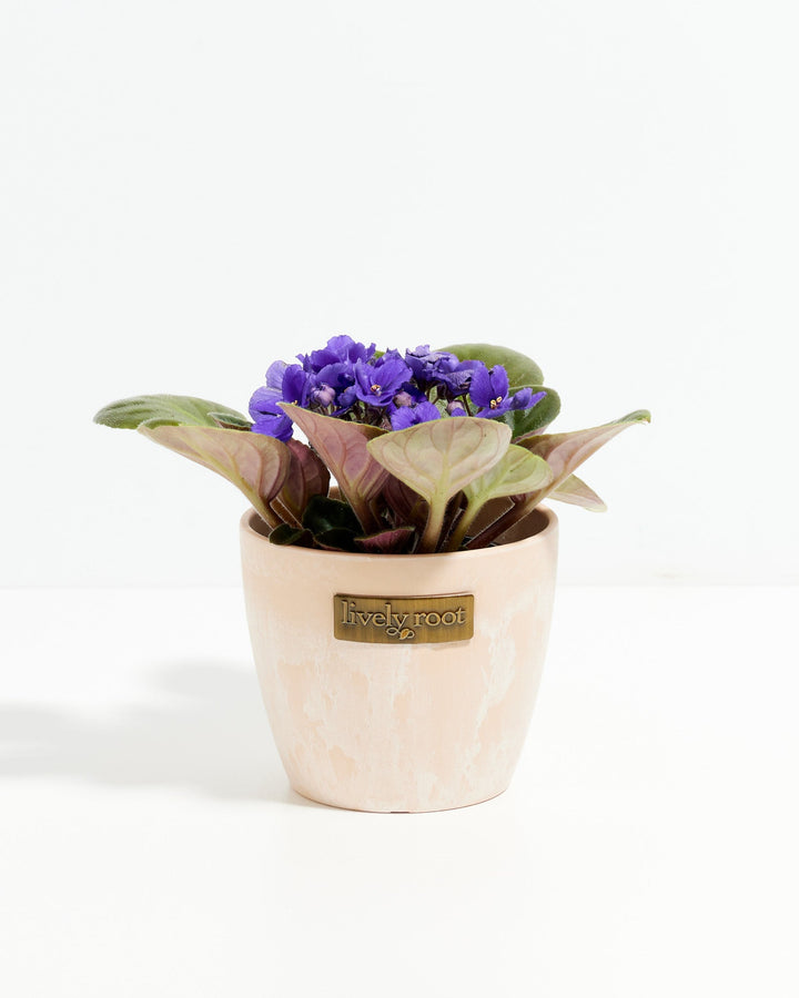African Violet (Saintpaulia Ionantha)