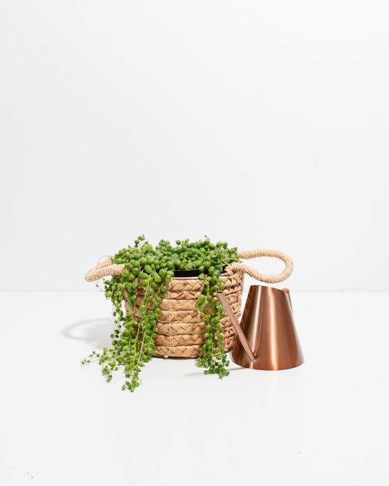 String of Pearls Plant in woven seagrass basket with rope handles styled with copper watering can – trailing succulent Senecio rowleyanus for boho home decor