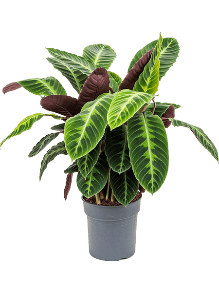 calathea warscewiczii prayer plant Calathea Warscewiczii for Delivery | Prayer Plants