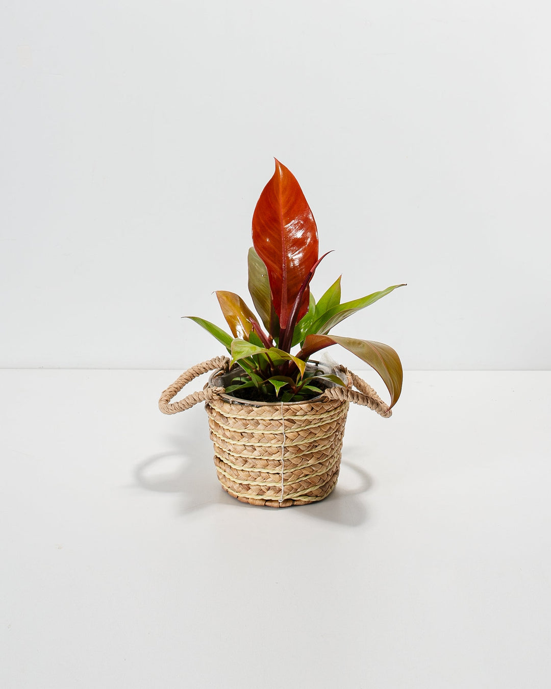 how to care for philodendron prince of orange Buy Philodendron Prince of Orange