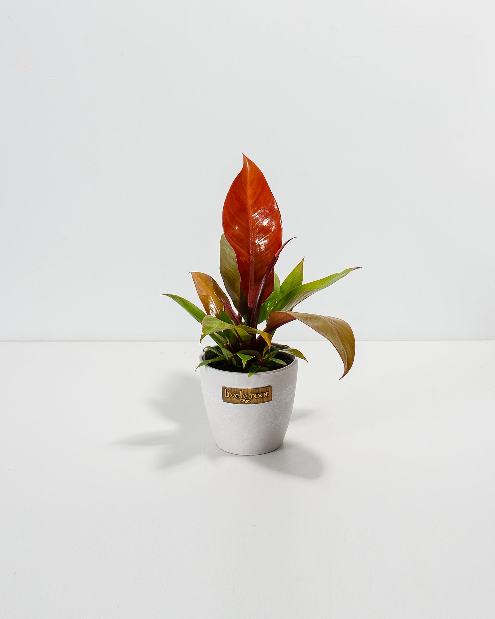 philodendron hybrid orange Buy Philodendron Prince of Orange
