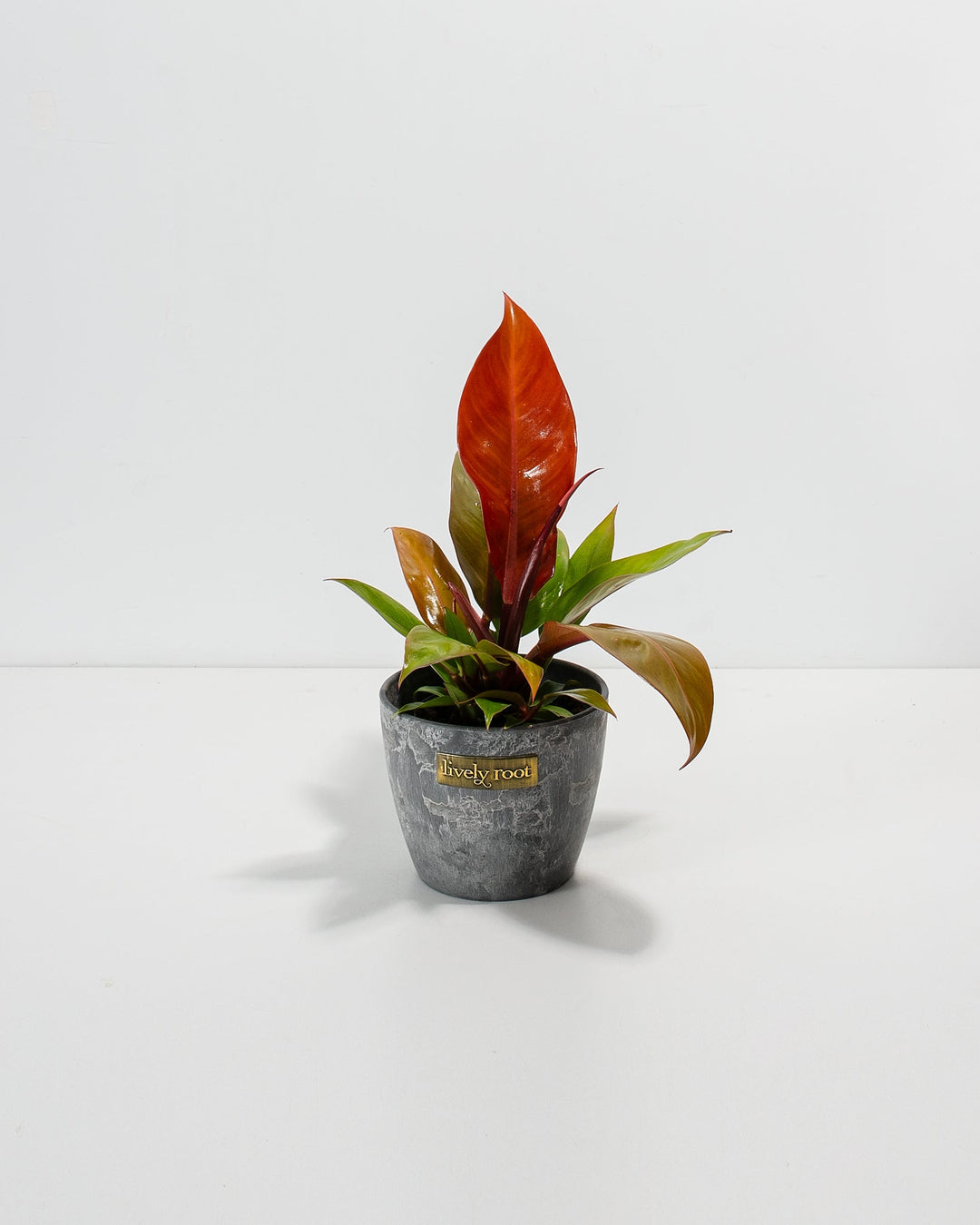 propagate philodendron prince of orange Buy Philodendron Prince of Orange