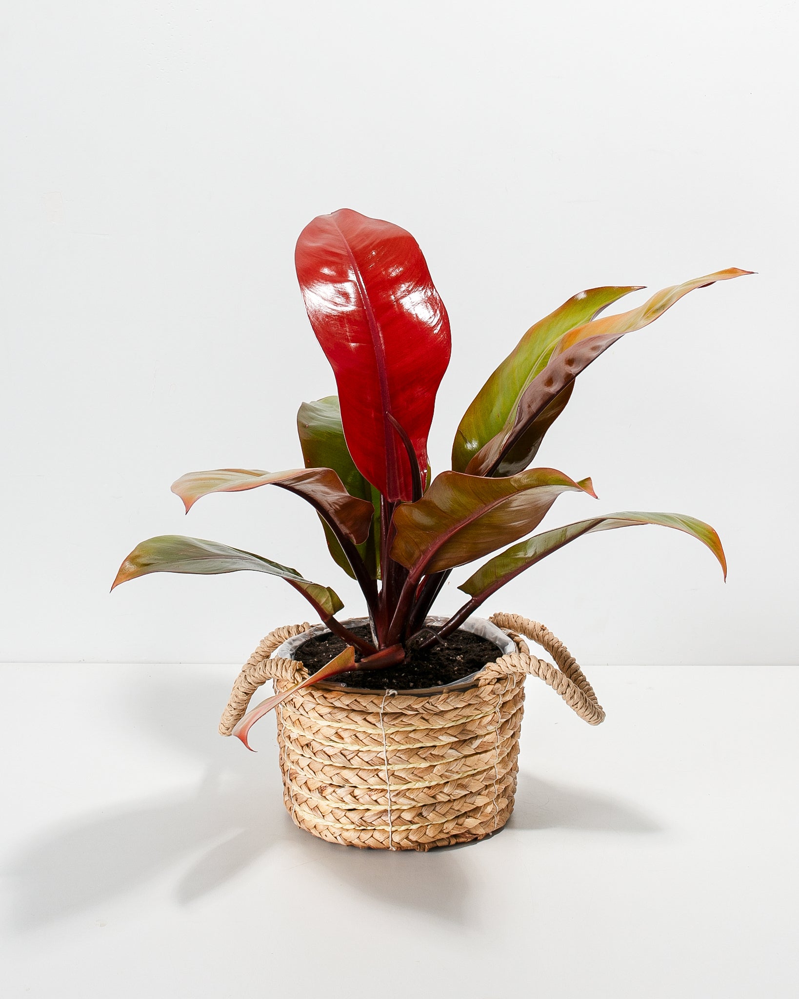 queen of orange philodendron Buy Philodendron Prince of Orange