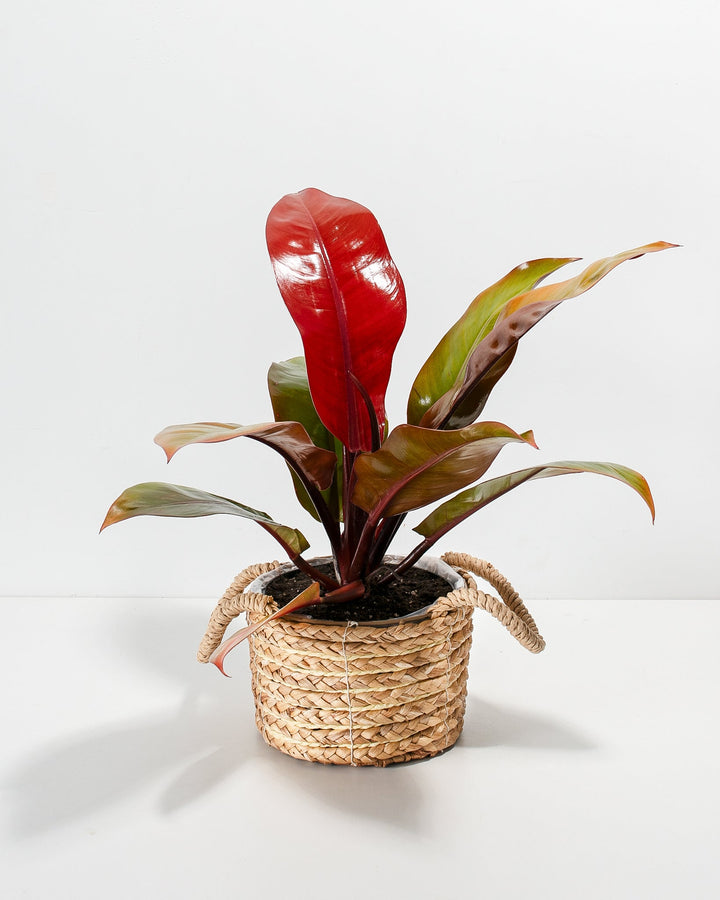 how to care for prince of orange philodendron Buy Philodendron Prince of Orange