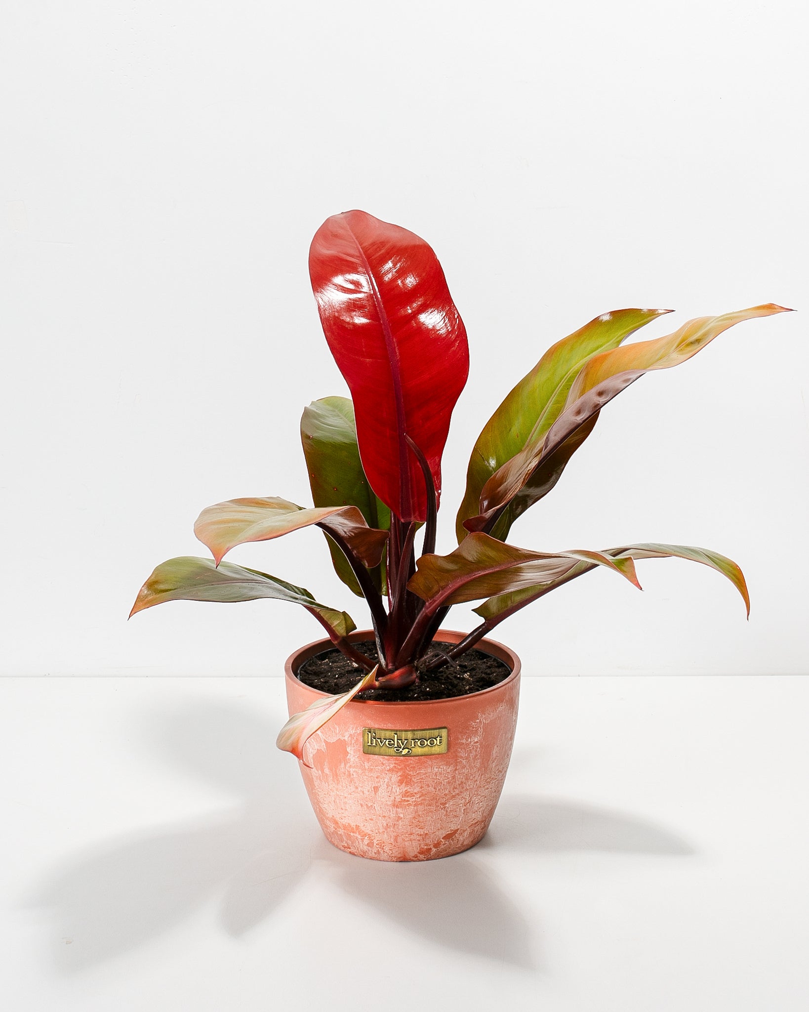 philodendron benefits reddit Philodendron Prince of Orange