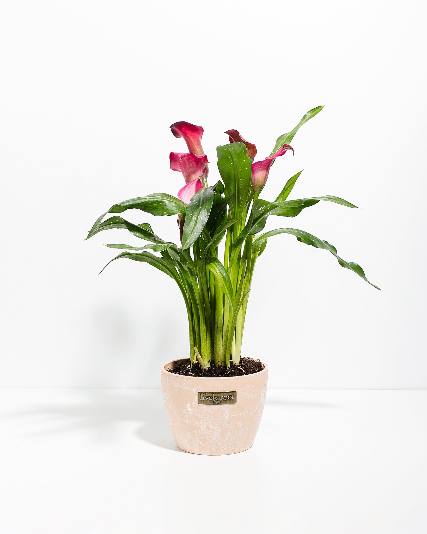 my darling pink calla lily plant Pink Calla Lily | Pink Blooming Plants