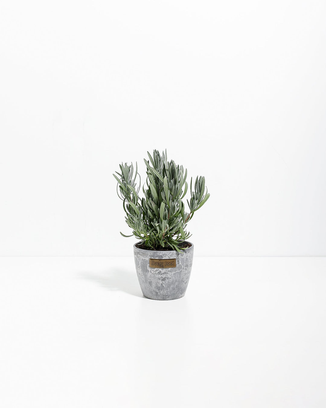 french lavender house plant Provence French Lavender