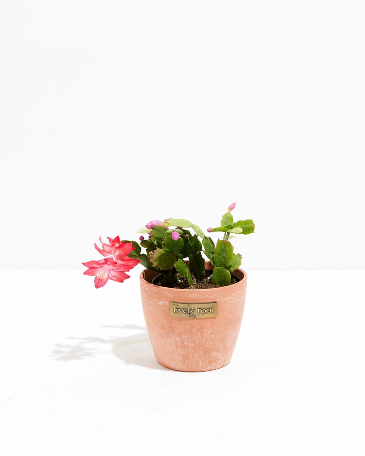 San Diego Stud Zygocactus