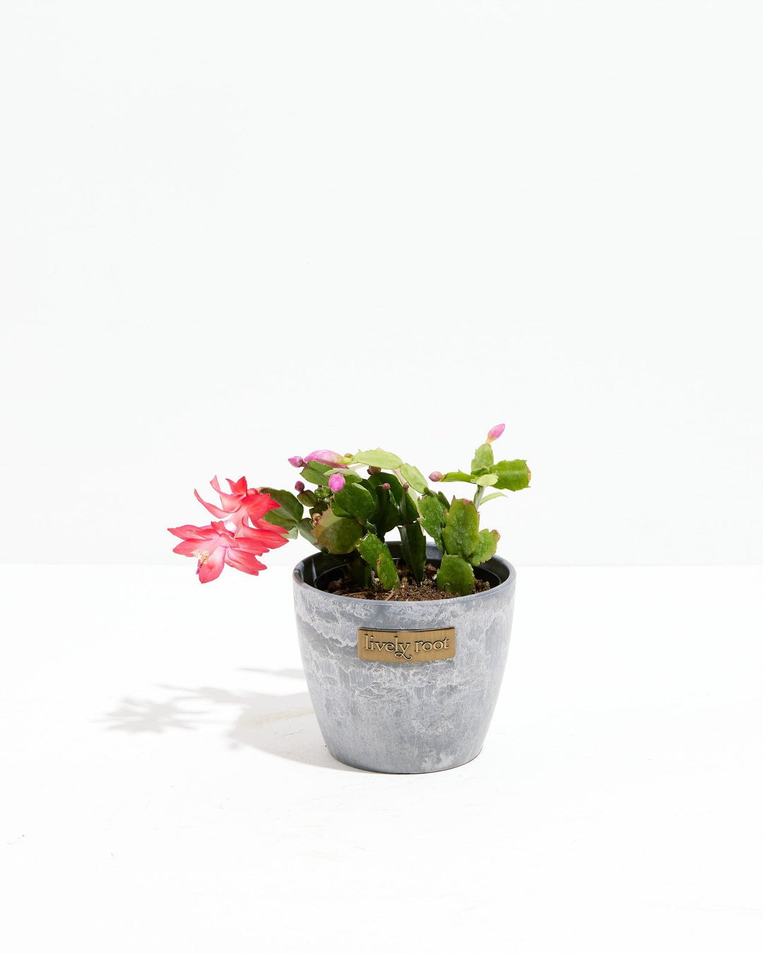 San Diego Stud Zygocactus